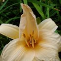 Hemerocallis x 'Annie Welch' fleur